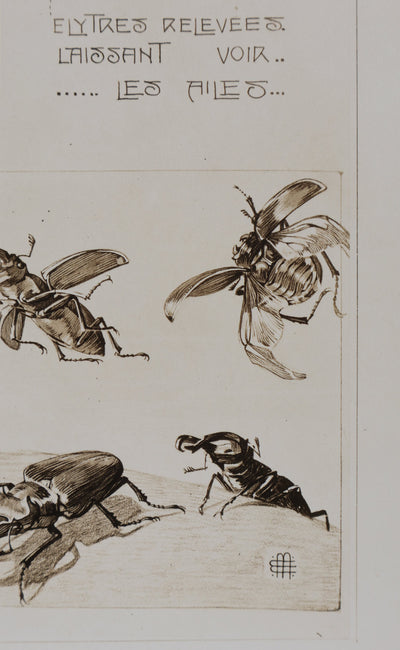 Mathurin MEHEUT : La Lucane, Lithographie signée