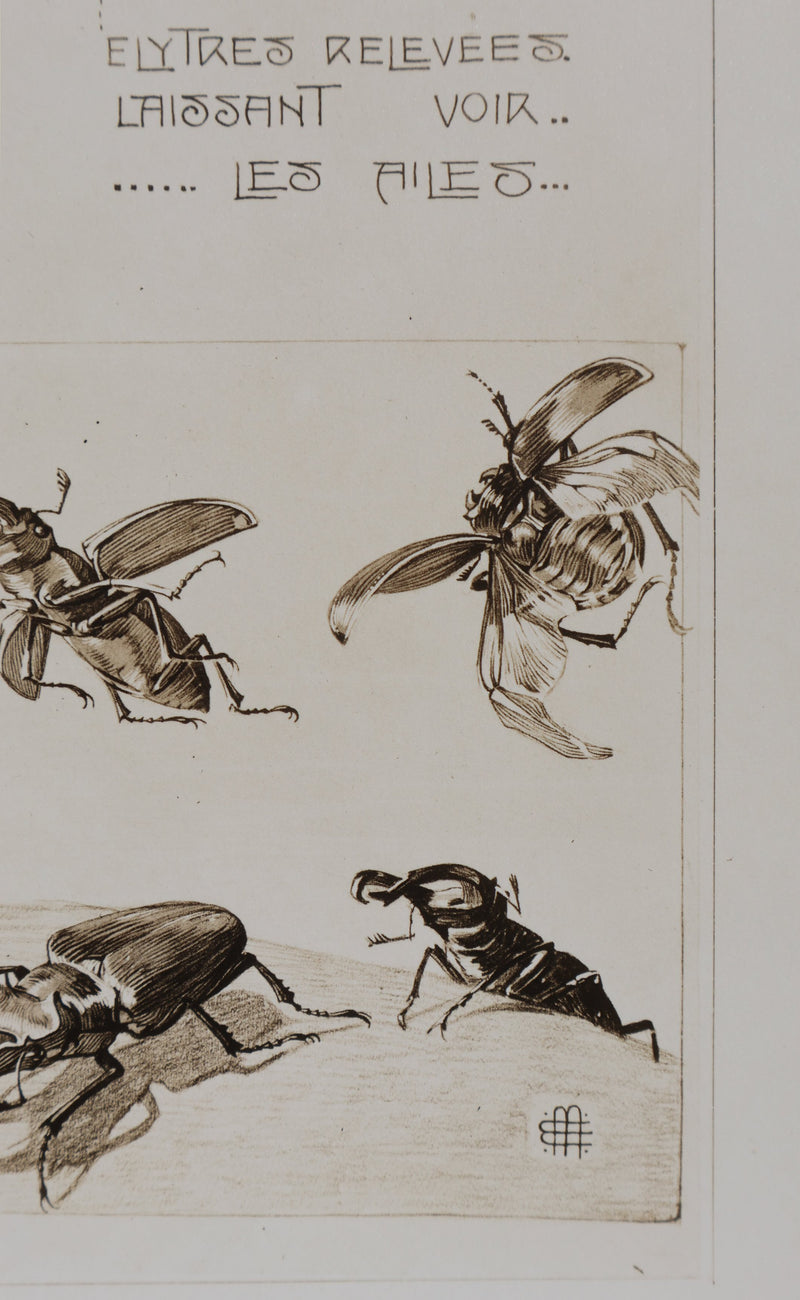 Mathurin MEHEUT : La Lucane, Lithographie signée