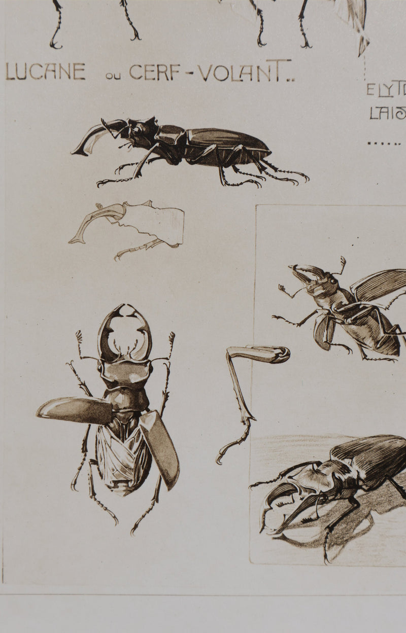 Mathurin MEHEUT : La Lucane, Lithographie signée