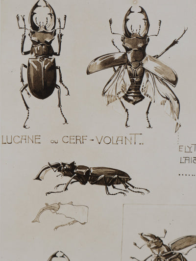 Mathurin MEHEUT : La Lucane, Lithographie signée