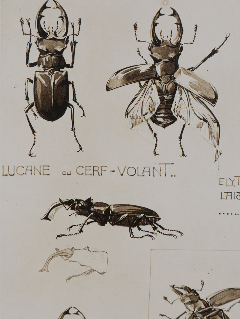 Mathurin MEHEUT : La Lucane, Lithographie signée