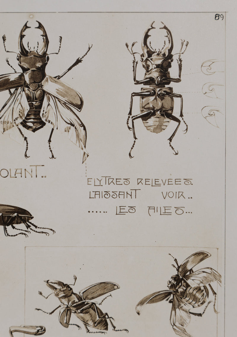 Mathurin MEHEUT : La Lucane, Lithographie signée