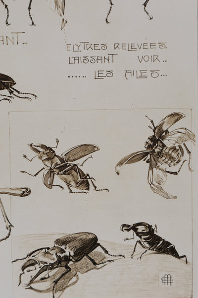 Mathurin MEHEUT : La Lucane, Lithographie signée