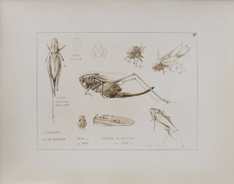 Mathurin MEHEUT : Le Criquet , Lithographie
