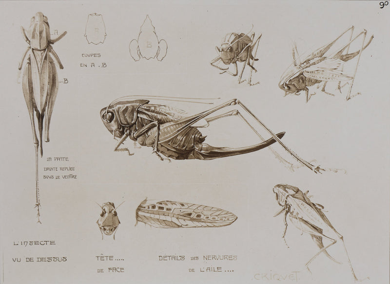 Mathurin MEHEUT : Le Criquet , Lithographie