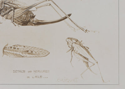 Mathurin MEHEUT : Le Criquet , Lithographie