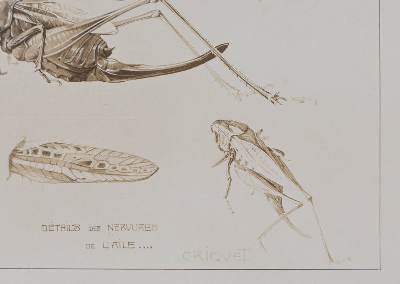 Mathurin MEHEUT : Le Criquet , Lithographie