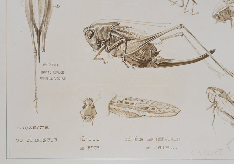 Mathurin MEHEUT : Le Criquet , Lithographie