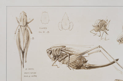 Mathurin MEHEUT : Le Criquet , Lithographie
