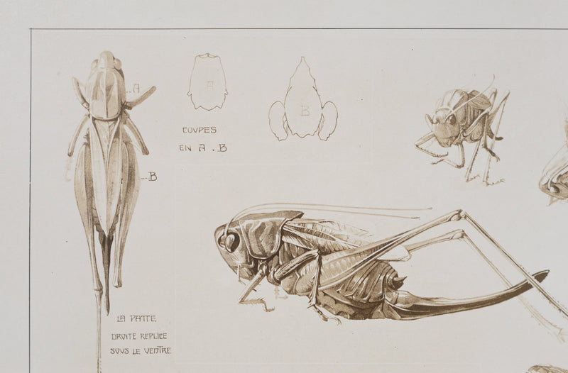 Mathurin MEHEUT : Le Criquet , Lithographie