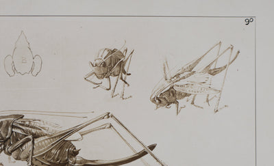 Mathurin MEHEUT : Le Criquet , Lithographie