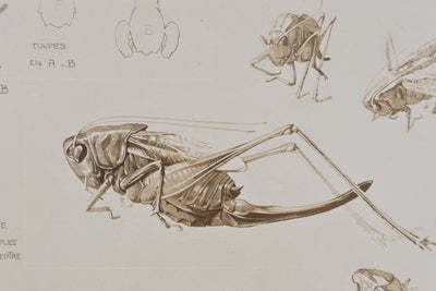 Mathurin MEHEUT : Le Criquet , Lithographie