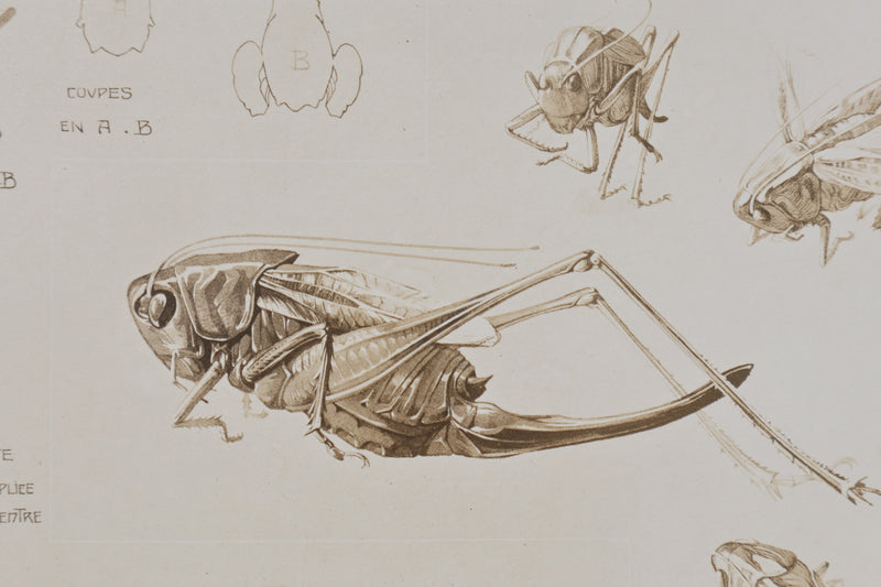 Mathurin MEHEUT : Le Criquet , Lithographie