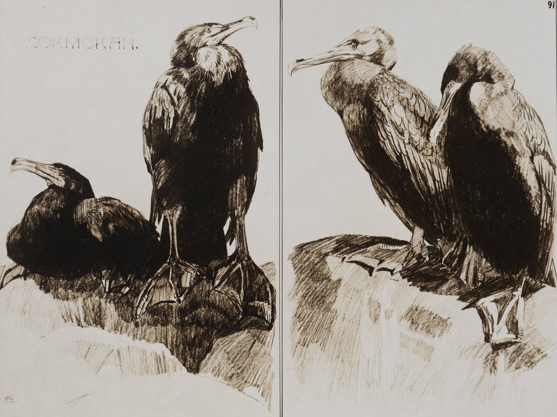 Mathurin MEHEUT : Le Cormoran, Lithographie signée