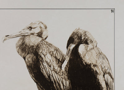 Mathurin MEHEUT : Le Cormoran, Lithographie signée