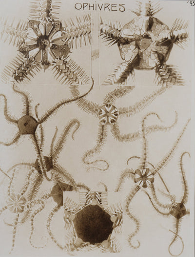 Mathurin MEHEUT : L'Ophivre , Lithographie