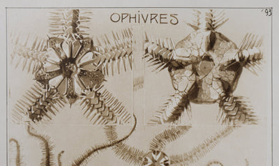 Mathurin MEHEUT : L'Ophivre , Lithographie
