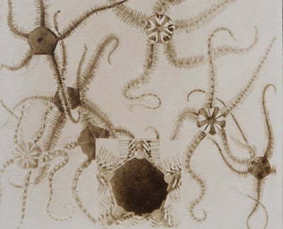 Mathurin MEHEUT : L'Ophivre , Lithographie