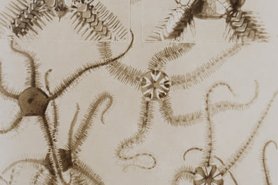 Mathurin MEHEUT : L'Ophivre , Lithographie