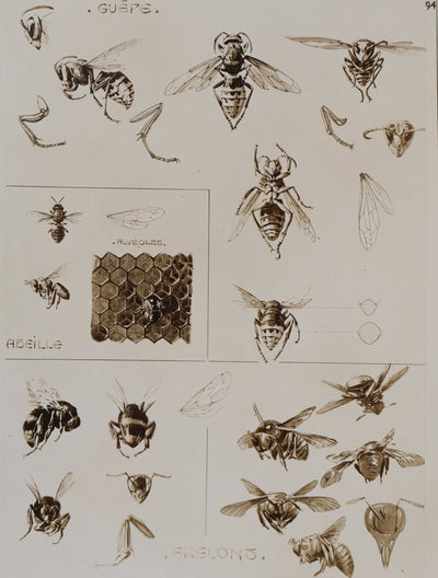 Mathurin MEHEUT : La Guêpe, l'Abeille et le Frelon , Lithographie