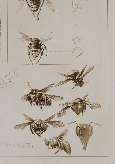 Mathurin MEHEUT : La Guêpe, l'Abeille et le Frelon , Lithographie