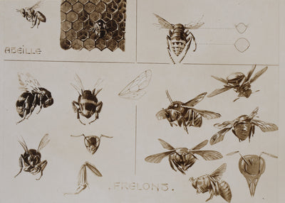 Mathurin MEHEUT : La Guêpe, l'Abeille et le Frelon , Lithographie
