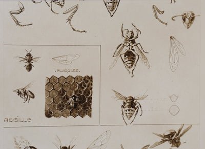 Mathurin MEHEUT : La Guêpe, l'Abeille et le Frelon , Lithographie