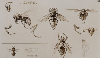 Mathurin MEHEUT : La Guêpe, l'Abeille et le Frelon , Lithographie