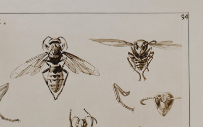 Mathurin MEHEUT : La Guêpe, l'Abeille et le Frelon , Lithographie