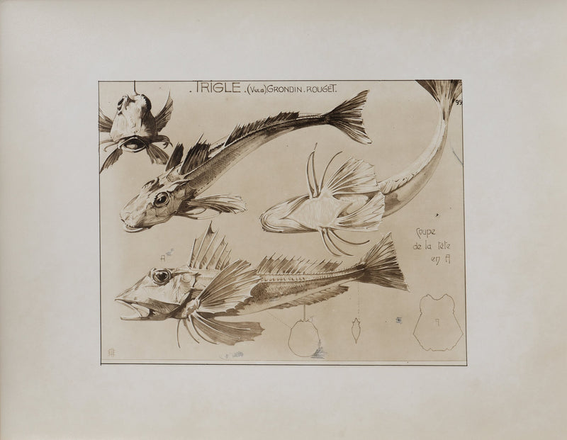Mathurin MEHEUT : La Trigle, Lithographie signée