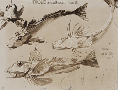 Mathurin MEHEUT : La Trigle, Lithographie signée