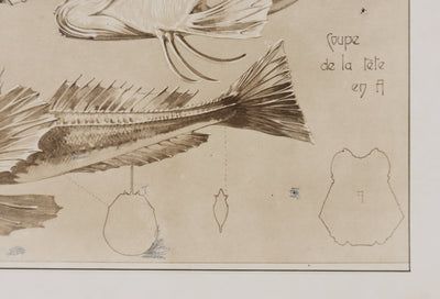 Mathurin MEHEUT : La Trigle, Lithographie signée