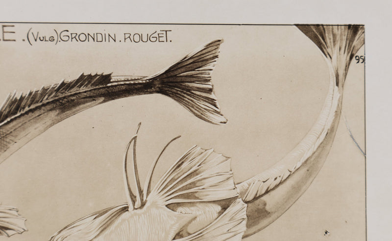 Mathurin MEHEUT : La Trigle, Lithographie signée