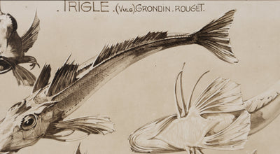 Mathurin MEHEUT : La Trigle, Lithographie signée