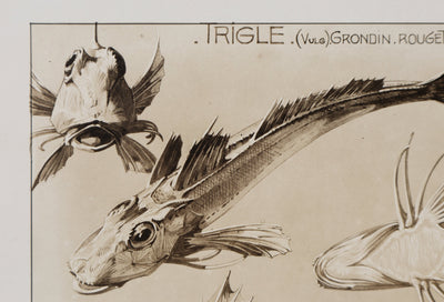 Mathurin MEHEUT : La Trigle, Lithographie signée