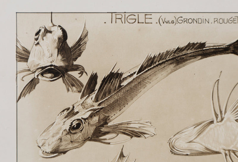 Mathurin MEHEUT : La Trigle, Lithographie signée