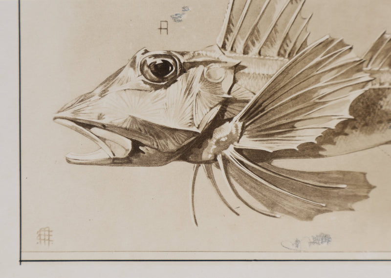 Mathurin MEHEUT : La Trigle, Lithographie signée