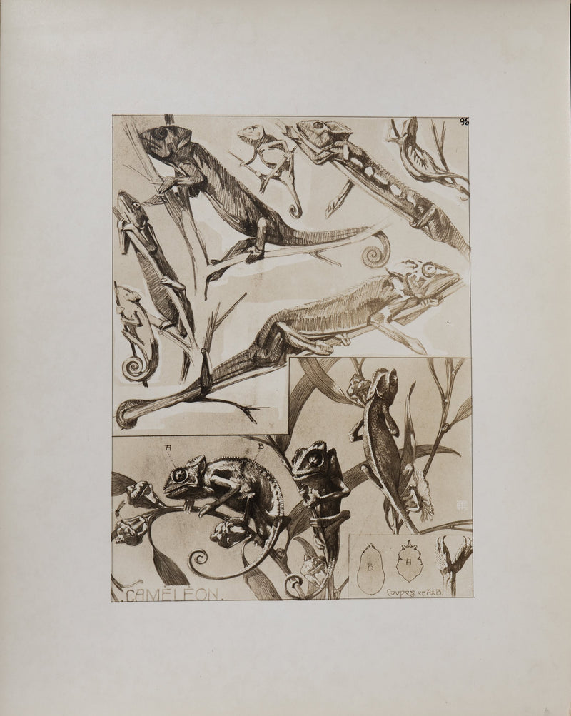 Mathurin MEHEUT : Le Caméléon, Lithographie