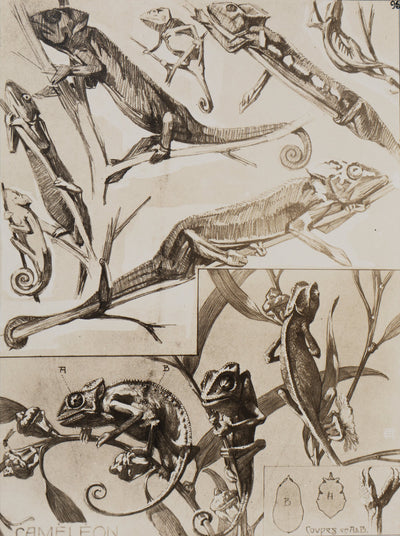 Mathurin MEHEUT : Le Caméléon, Lithographie