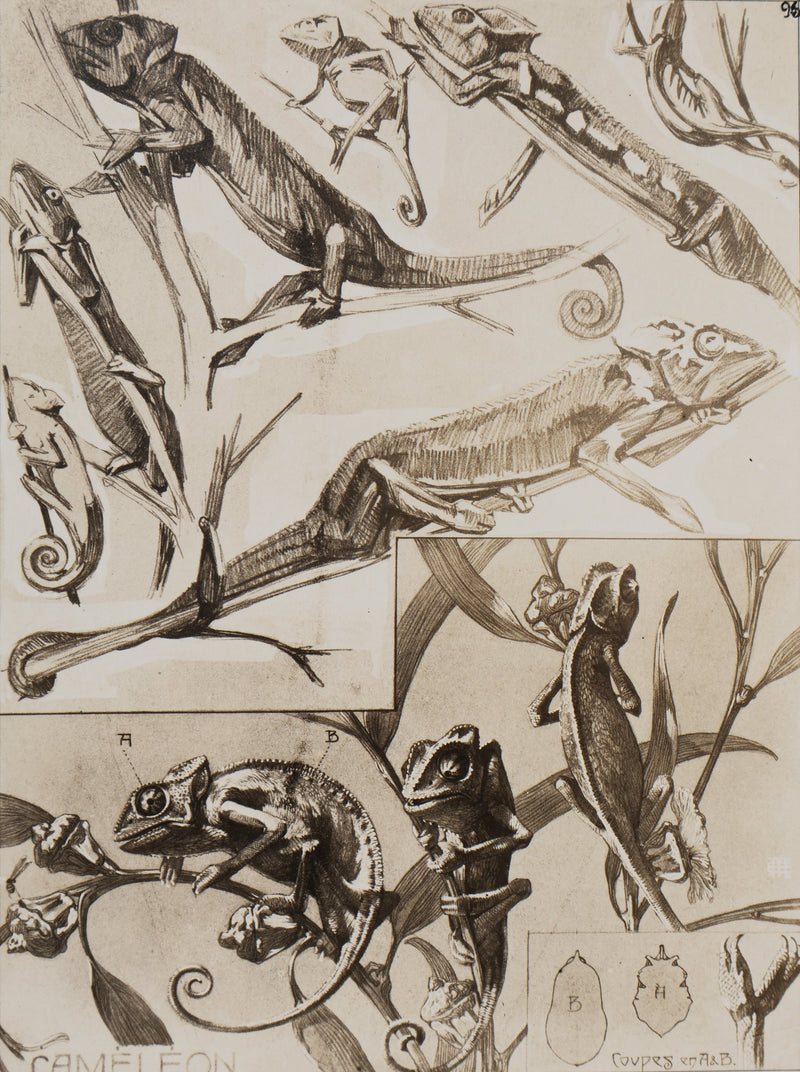 Mathurin MEHEUT : Le Caméléon, Lithographie
