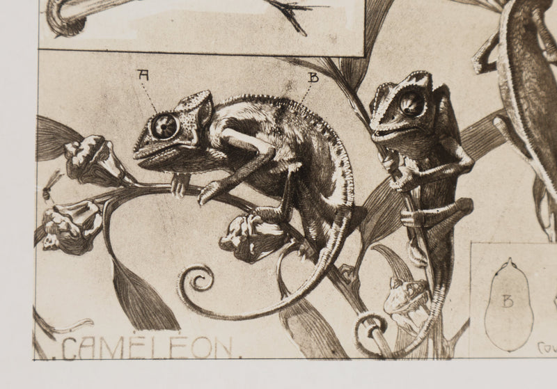 Mathurin MEHEUT : Le Caméléon, Lithographie