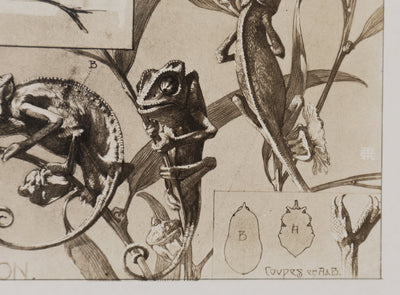 Mathurin MEHEUT : Le Caméléon, Lithographie