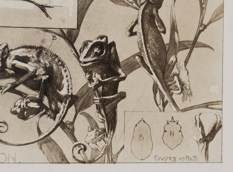 Mathurin MEHEUT : Le Caméléon, Lithographie