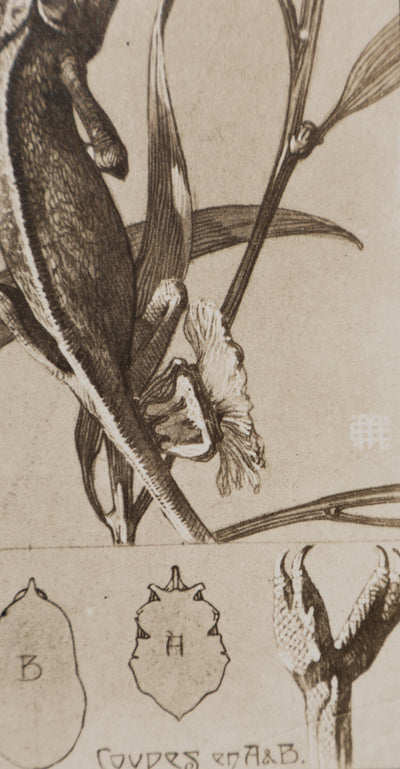 Mathurin MEHEUT : Le Caméléon, Lithographie