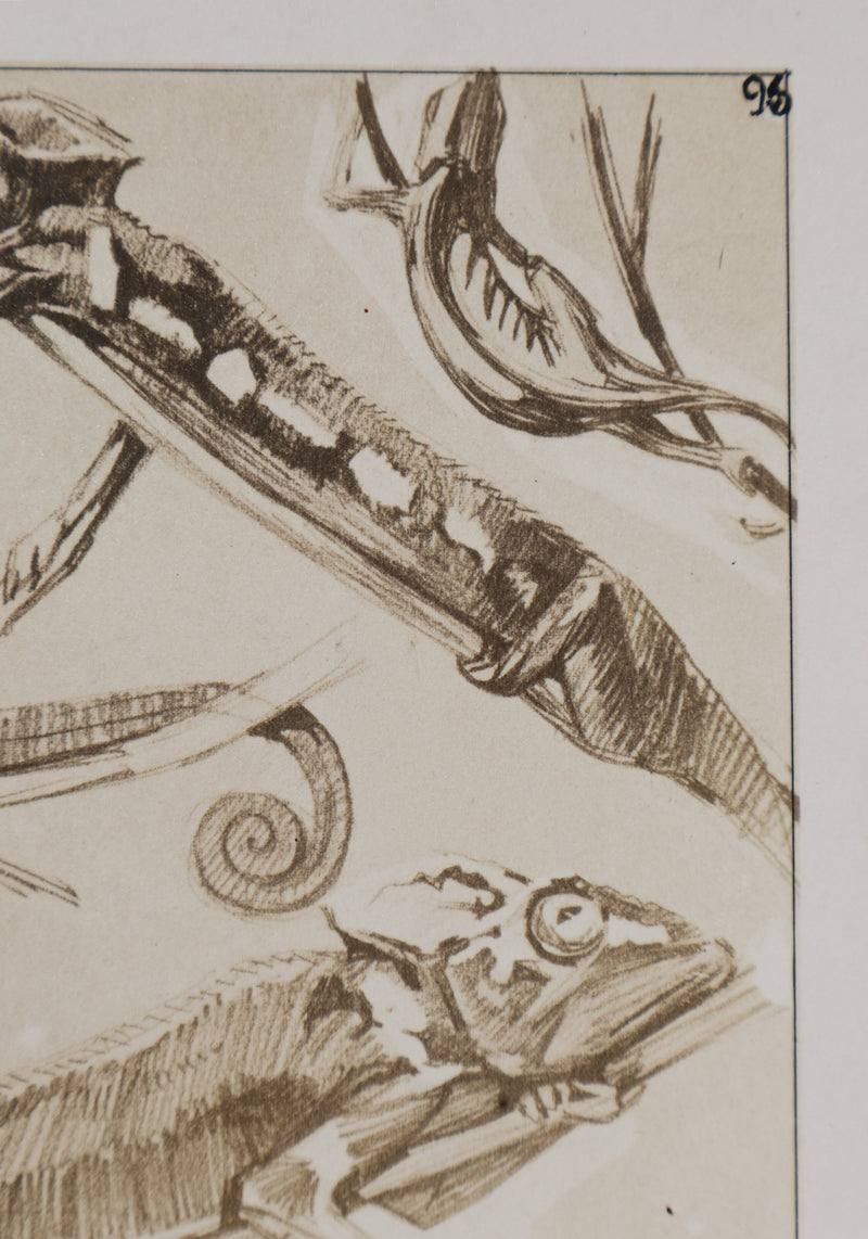 Mathurin MEHEUT : Le Caméléon, Lithographie