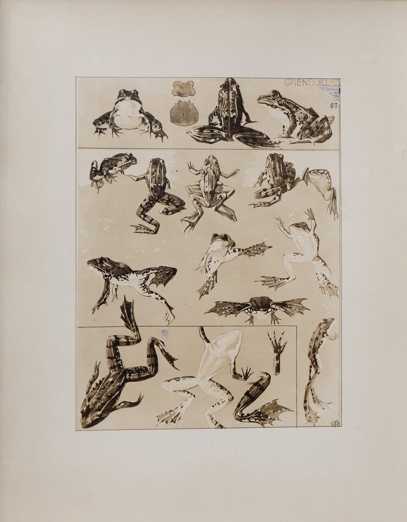 Mathurin MEHEUT : La Grenouille, Lithographie signée