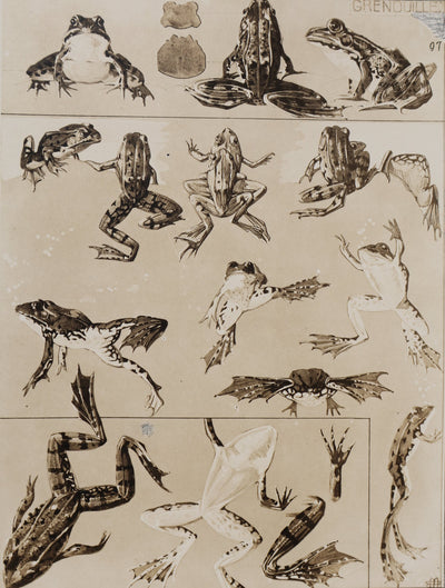 Mathurin MEHEUT : La Grenouille, Lithographie signée