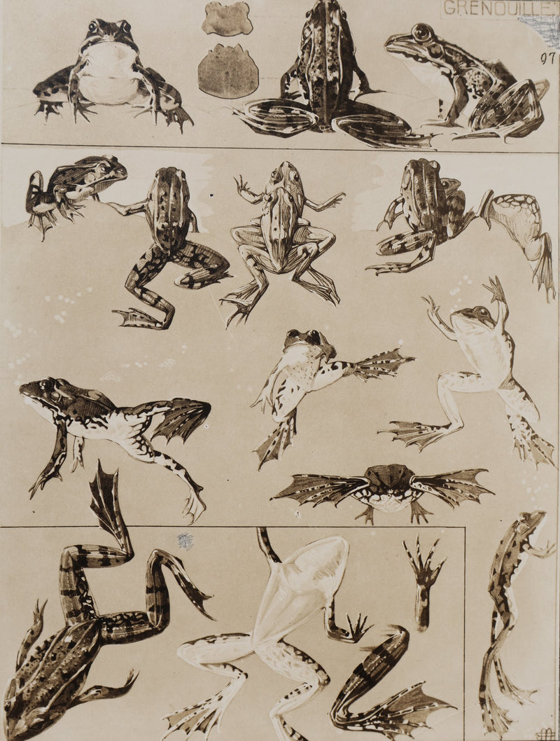 Mathurin MEHEUT : La Grenouille, Lithographie signée