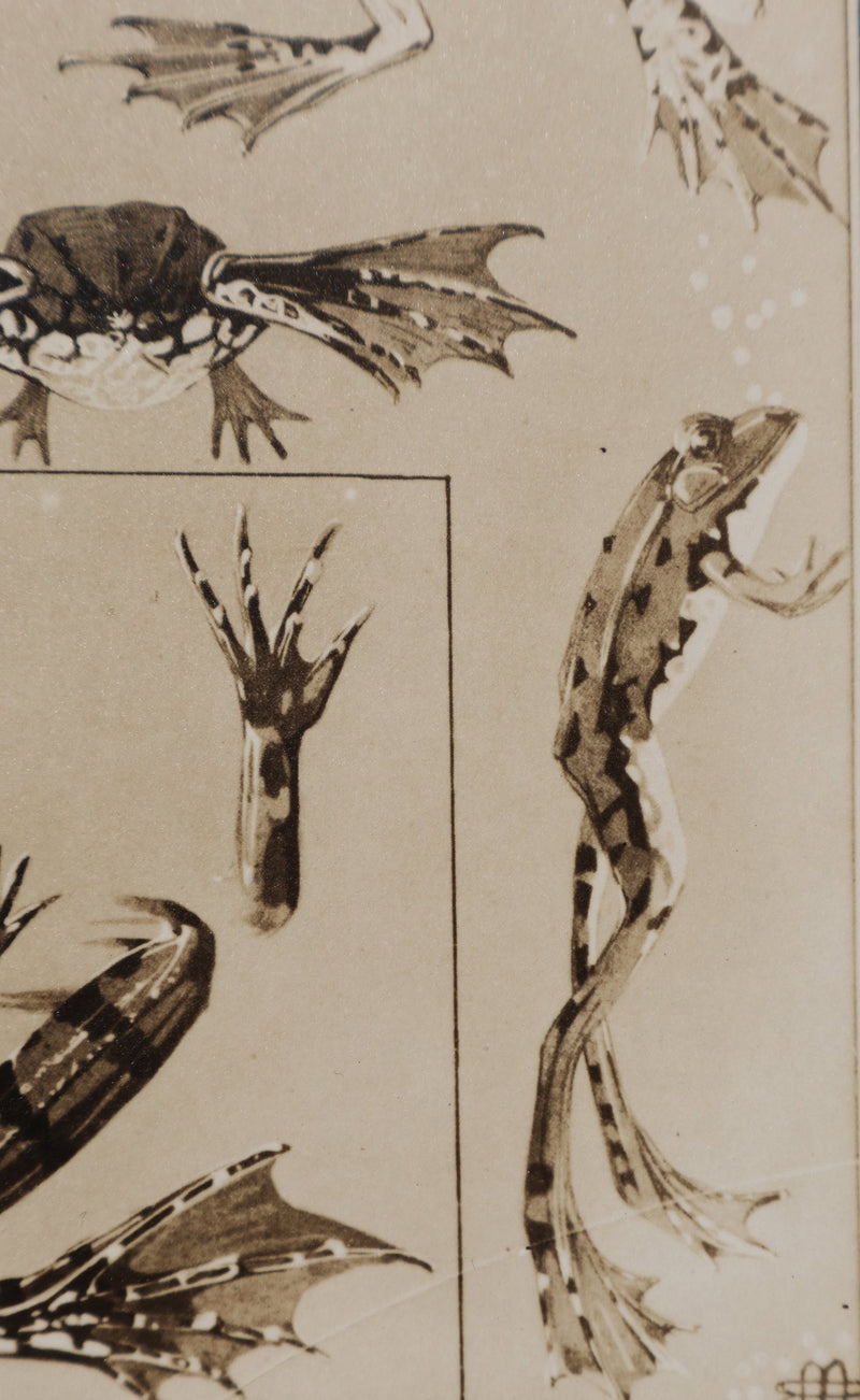 Mathurin MEHEUT : La Grenouille, Lithographie signée