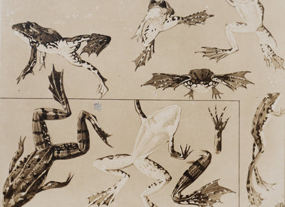 Mathurin MEHEUT : La Grenouille, Lithographie signée